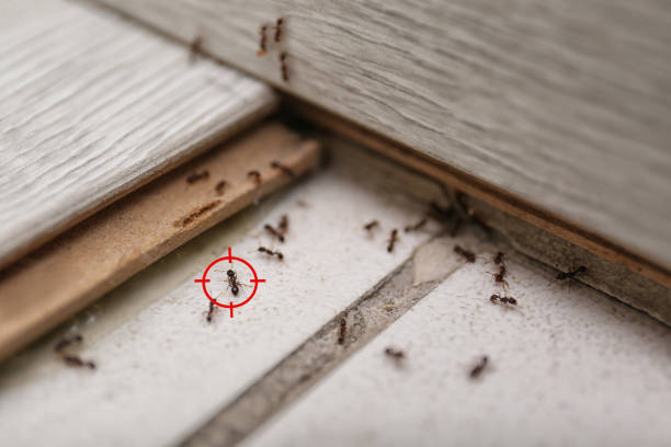 Best Mosquito Control Services  in Tiburon, CA